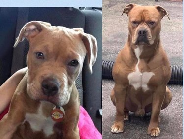 Side-by-side photos of dog as puppy and as very muscular adult