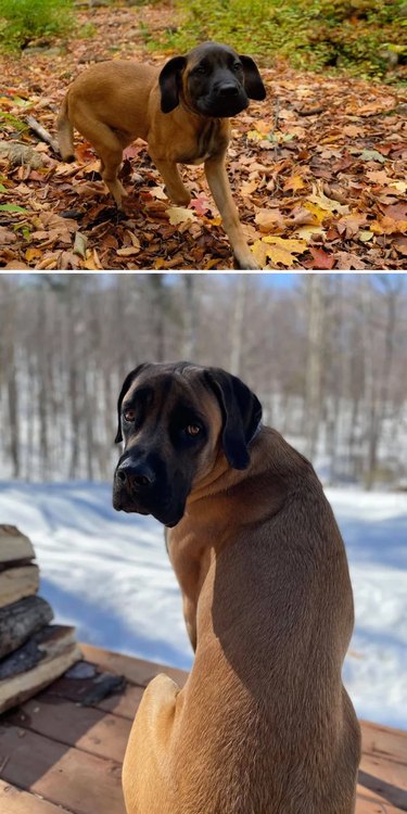 Side-by-side photos of dog as puppy playing in leaves and as adult