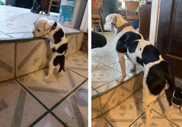 Side-by-side photos of dog standing on single step as puppy and adult