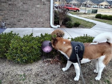 dog pulling ball out of bush