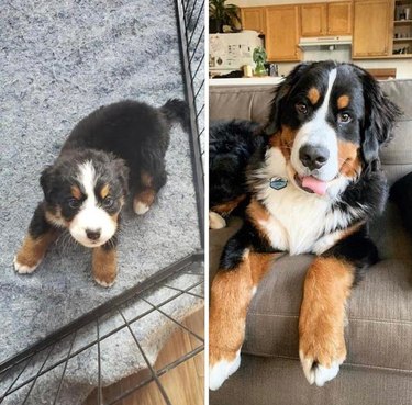 Side-by-side photos of Bernese Mountain dog as puppy and adult