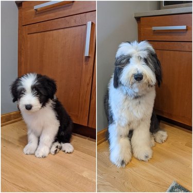 Side-by-side photos of Bearded Collie dog as puppy and adult