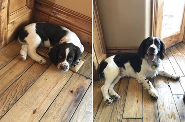 Side-by-side photos of dog sitting on heating vent as puppy and adult