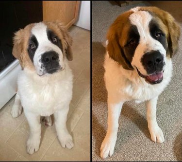 Side-by-side photos of dog as puppy and adult