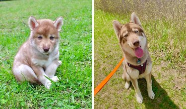 Side-by-side photos of Husky dog as puppy and adult