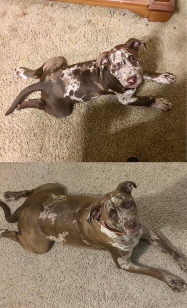 Side-by-side photos of dog laying on stomach with back legs extended as puppy and adult