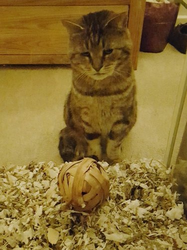 cat looking at twine ball