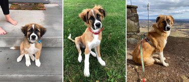 Three side-by-side photos of dog as puppy and adult