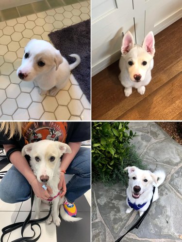 four photos of dog growing from puppy to adult
