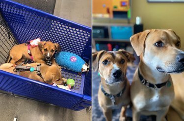 Side-by-side photos of dogs as puppies in shopping cart and as adults