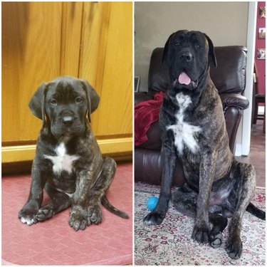 Side-by-side photos of dog with star pattern on fur as puppy and adult