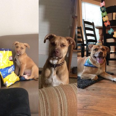 Three side-by-side photos of dog as puppy and adult