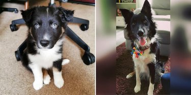 Side-by-side photos of dog as puppy and adult