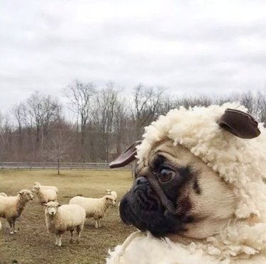A pug dressed in a sheep costume looks at other sheep.