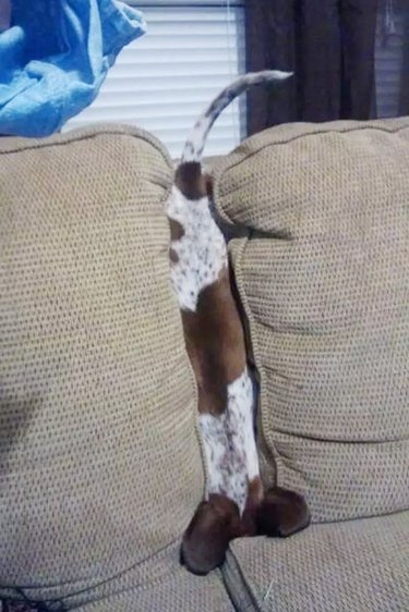 A dachshund is upside down between two vertical couch cushions.