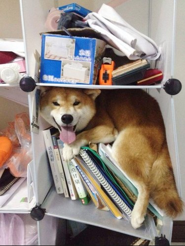 A Shiba Inu is squished into a cubby hole with several books.