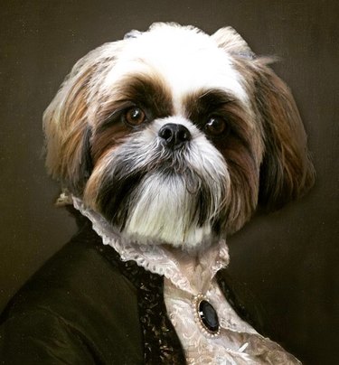 exquisite pet portraits