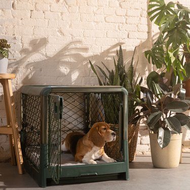 dog sitting in green crate