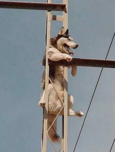 A Husky is stuck in scaffolding.