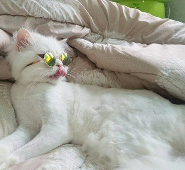 cool cat in sunglasses