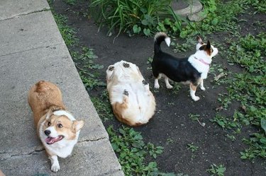 Chubby Corgi is lying on its back.