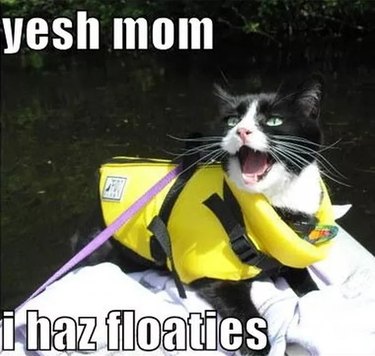 Cat wearing life vest