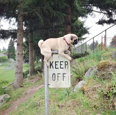 dog riding keep off sign