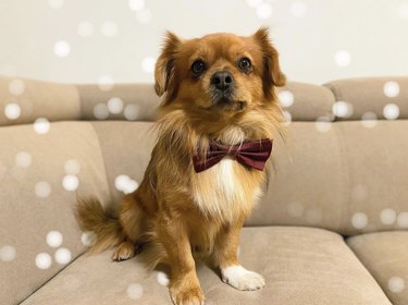 Sparkly confetti graphics surrounding a small dog wearing a burgundy bowtie sitting on a couch.