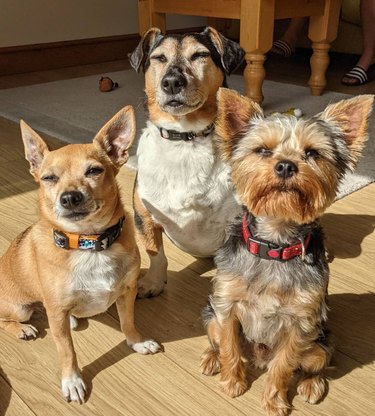 These 26 Corgi Mixes Prove The Best Things In Life Come In Small Packages