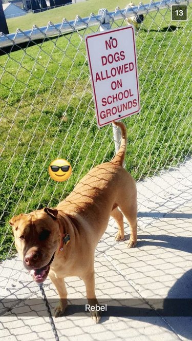 dog next to no dogs allowed sign