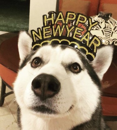 12 Pets Ringing in the New Year