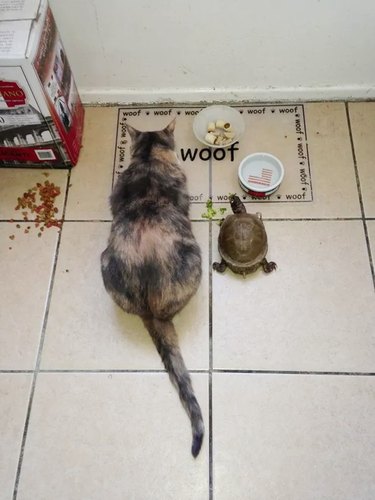 cat and turtle eat side by side on a placemat that reads Woof