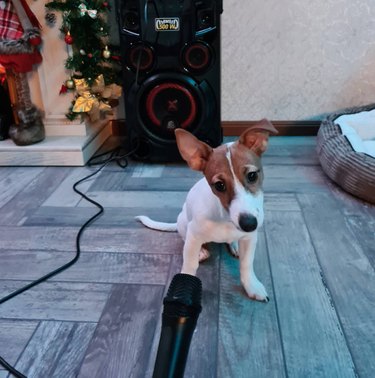A small puppy sits on the floor in front of a karaoke machine. Off-camera, someone is holding a microphone in front of them.