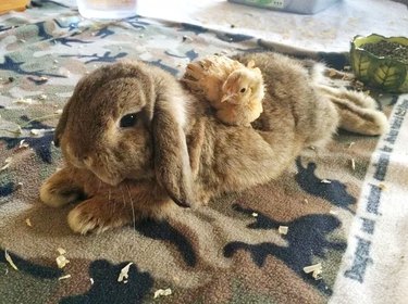 Bunny and chick are friends