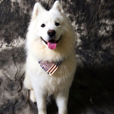 Samoyed mixed with store corgi