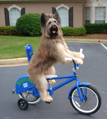 A happy, large, and shaggy dog named Norman has their tongue out and is sitting on a bicycle specially made for him.