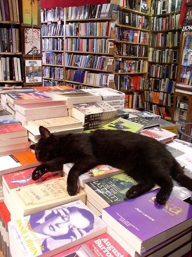 A black cat sleeping on display of books in a bookstore.