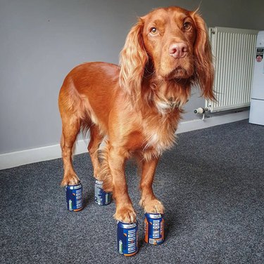 A spaniel dog standing while balancing each paw on a soda can.