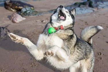 husky dog is bad at catching balls