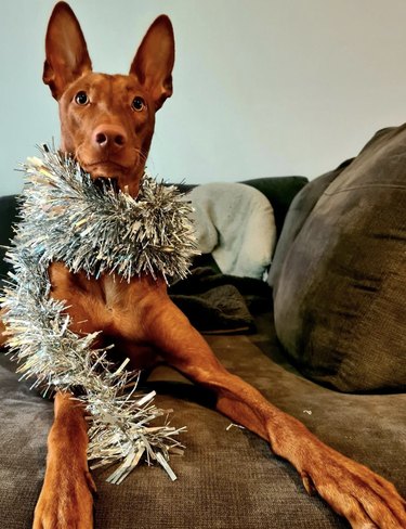Smiling Pharaoh hound with their paws stretched towards the camera, wearing silver tinsel around their neck.