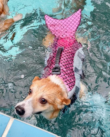 corgi in mermaid costume