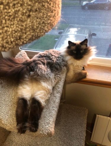 A cat looking at the camera while leaning on a window sill while their back legs are on a cat tree.