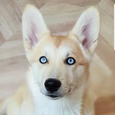 husky corgi mix