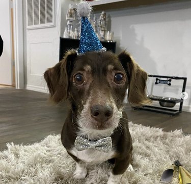 Small brown and white dog wearing a sparkly bowtie and party hat.