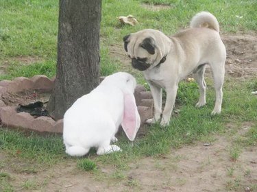 bunny and dog are friends