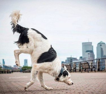 A collie dog walks on their front paws with their hind legs and tail up in the air.