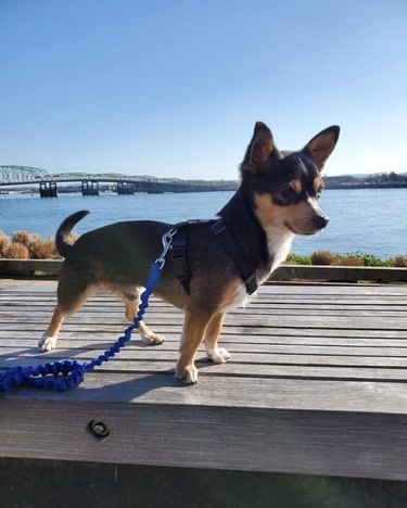 These 26 Corgi Mixes Prove The Best Things In Life Come In Small Packages