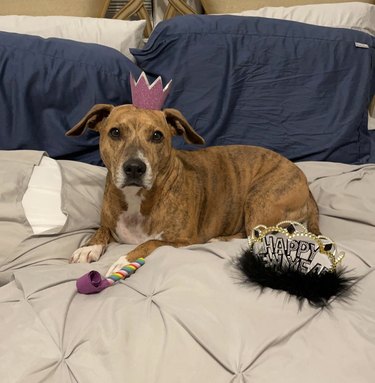 A pitbull beagle mix dog wearing a small purple crown and sitting on a bed with a Happy New Year crown and a noisemaker.