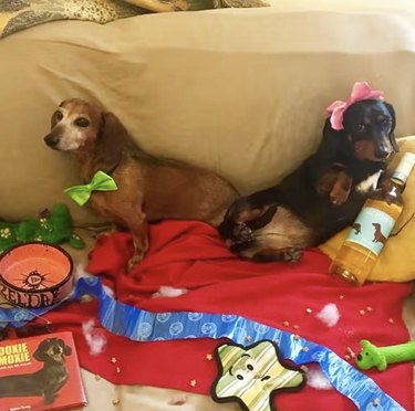 Two daschunds wearing bowties sitting with a bottle of wine and assorted dog toys and treats.