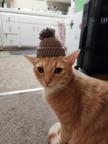 Orange cat wearing a tiny crocheted hat with a pom pom.